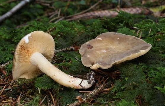 Млечник крыловидноспоровый — Lactarius pterosporus