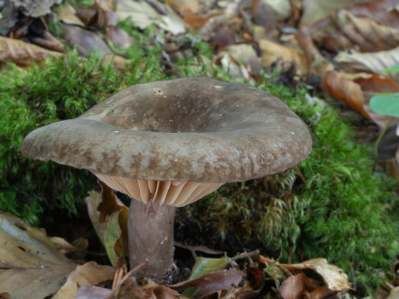 Млечник Романьези (Lactarius romagnesii)