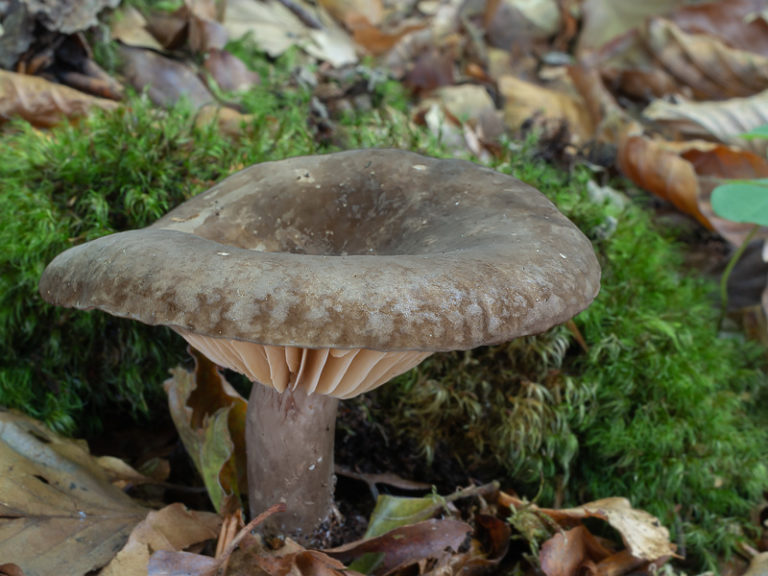 Млечник Романьези — Lactarius romagnesii