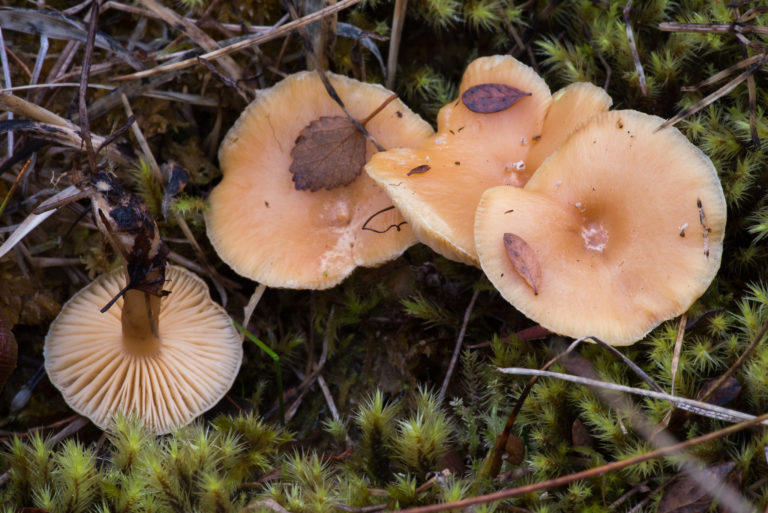 Млечник шотландский — Lactarius scoticus