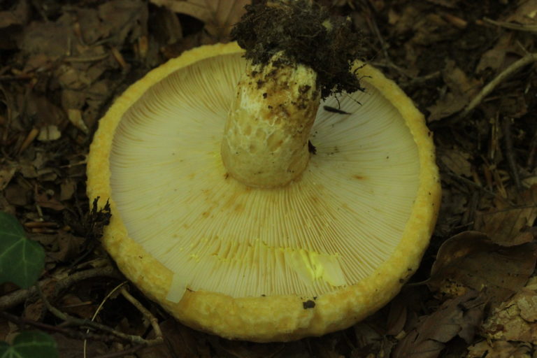Lactarius intermedius. Фото: Björn S..., CC BY-SA 2.0.