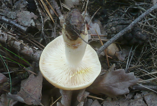 Груздь золотисто-жёлтый (Lactarius chrysorrheus)