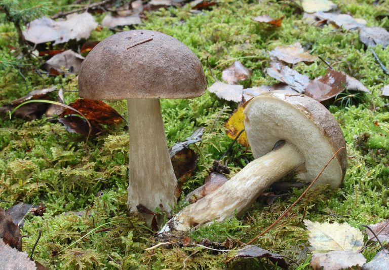 Подберёзовик синеющий (Leccinum cyaneobasileucum)