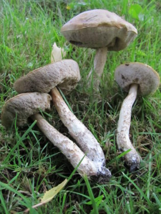 Подберёзовик дымчатый (Leccinum schistophilum)