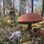 Красно-бурая шляпка в сосновом лесу среди лишайников