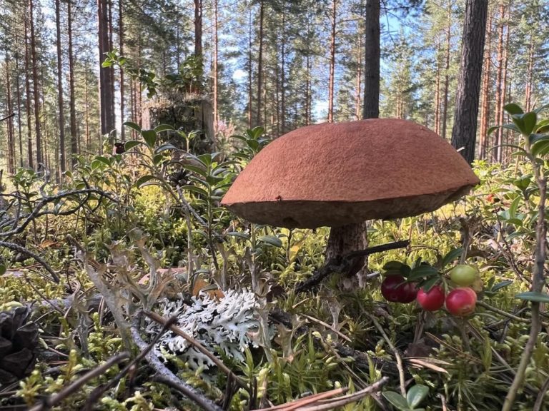Красно-бурая шляпка в сосновом лесу среди лишайников