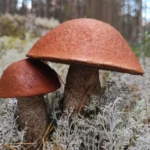 Два подосиновика с бархатистыми красно-бурыми шляпками