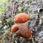 Молодые подосиновики с выпуклыми шляпками и частыми чешуйками на ножках