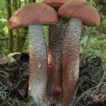 Длинные светлые ножки с густыми тёмными чешуйками