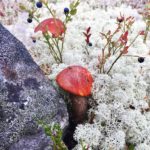 Красные шляпки среди лишайников и ягодных кустарничков