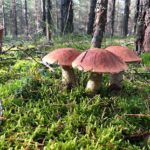 Подосиновики у основания сосны в светлом бору