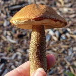 Охристо-бурая шляпка и чешуйки на ножке крупным планом