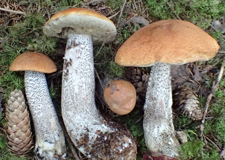 Подосиновик еловый (Leccinum piceinum)
