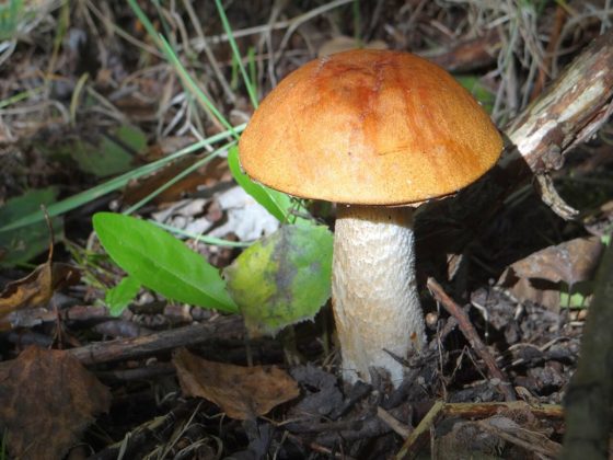 Подосиновик белоножковый (Leccinum albostipitatum)