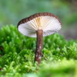 Светлые пластинки и тёмная ножка гриба среди мха