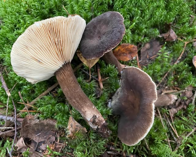 Бархатистые шляпки и пластинки: вид сверху и снизу