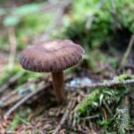 Бурая шляпка с морщинистым краем крупным планом