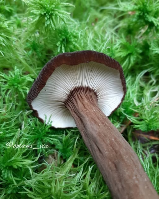 Продольные складочки под пластинками