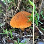 Радиальные складки по краю охристой шляпки