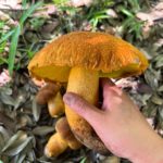 Жёлтая ножка и нижняя поверхность шляпки