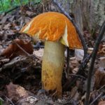 Растрескавшийся край шляпки и мелкие чешуйки на ножке