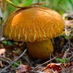Выпуклая шляпка с радиальными морщинами