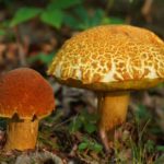Светлые трещинки в охристой кожице шляпки