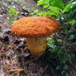 Морщинистая охристая шляпка среди лесной растительности