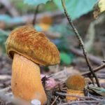 Плотная ножка с мелкими точечными чешуйками