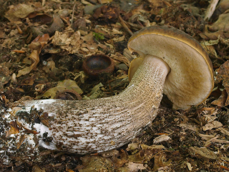 Грабовик (Leccinellum pseudoscabrum)