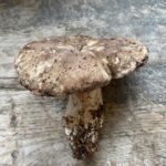 Крепкая ножка и неровный край шляпки