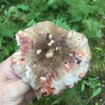 Покраснение повреждённых участков шляпки