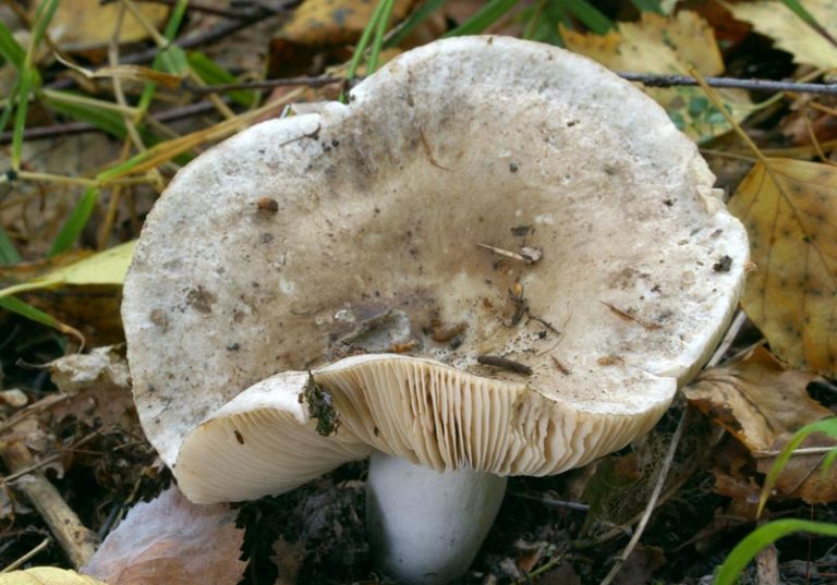 Подгруздок чёрный (Russula adusta)