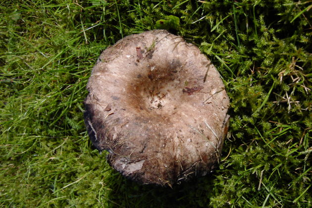 Подгруздок частопластинчатый (Russula densifolia)
