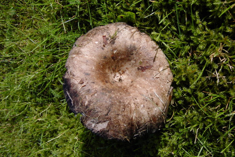Подгруздок частопластинчатый (Russula densifolia)