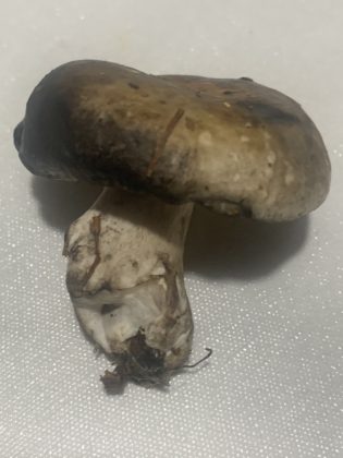 Подгруздок бело-чёрный (Russula albonigra)