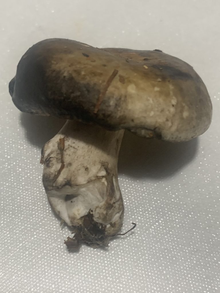 Подгруздок бело-чёрный (Russula albonigra)