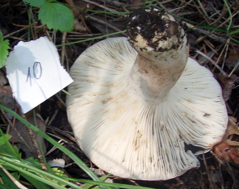 Подгруздок едкопластинковый (Russula acrifolia)