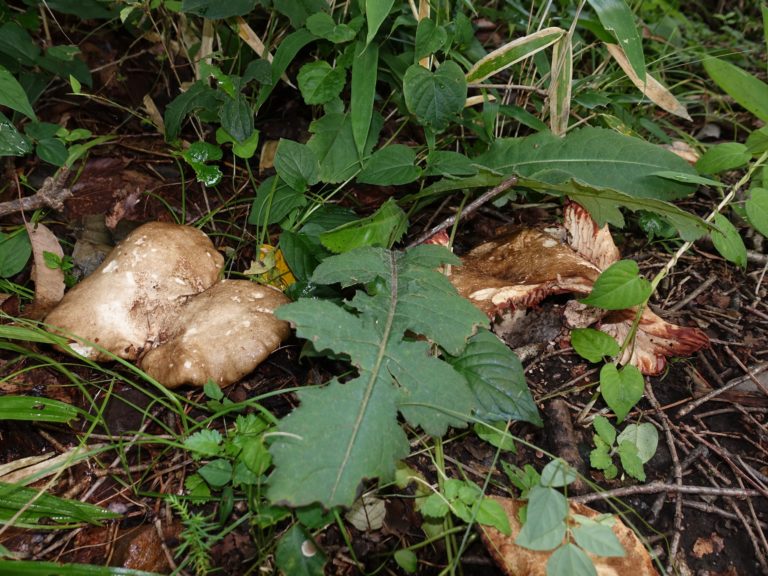 Сыроежка ложночернеющая (Russula subnigricans)
