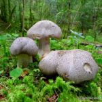 Рядовка тигровая: массивные плодовые тела с чешуйчатыми шляпками