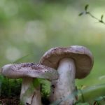 Рядовка тигровая: светлая толстая ножка и пластинки под шляпкой