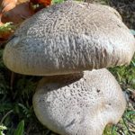 Крупные серые чешуйки на шляпках рядовки тигровой