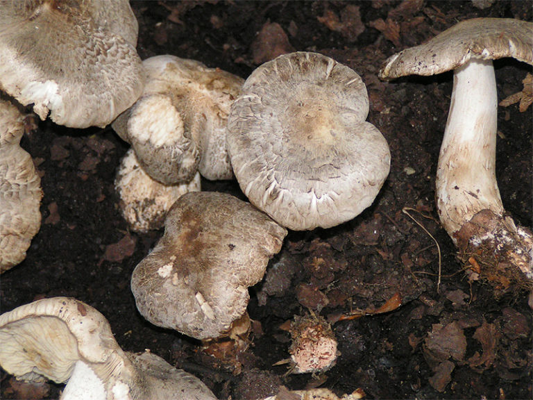 Tricholoma filamentosum