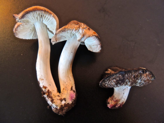 Tricholoma basirubens