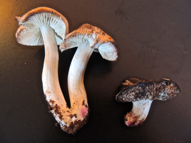 Tricholoma basirubens