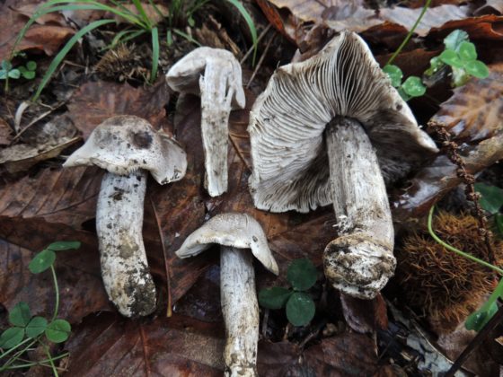 Рядовка Брезадолы (Tricholoma bresadolanum)