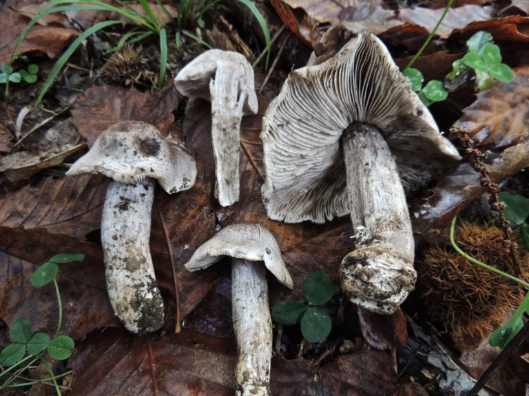 Tricholoma bresadolanum