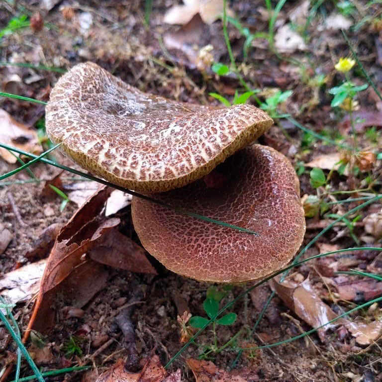 Моховик тупоспоровый (Xerocomellus truncatus)
