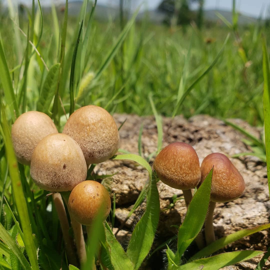 Псилоцибе мексиканская (Psilocybe mexicana)