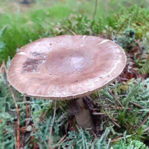 Мухомор порфировый (Amanita porphyria)